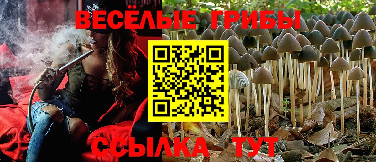 Краснознаменск  Галлюциногенные грибы Psilocybine cubensis  Вход с VPN  Псилоцибиновые грибы Psilocybe 